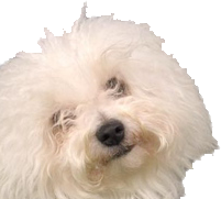 Santino our Bolognese