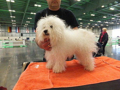 Hollis Bolognese Dogs