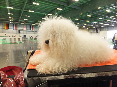 Hollis Bolognese Dogs