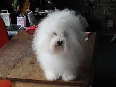 Hollis Bolognese Dogs