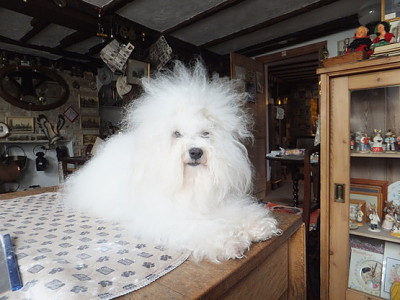 Hollis Bolognese Dogs