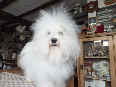 Hollis Bolognese Dogs