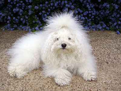 Hollis Bolognese Dogs