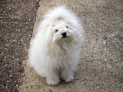 Hollis Bolognese Dogs