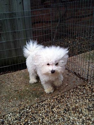 Hollis Bolognese Dogs