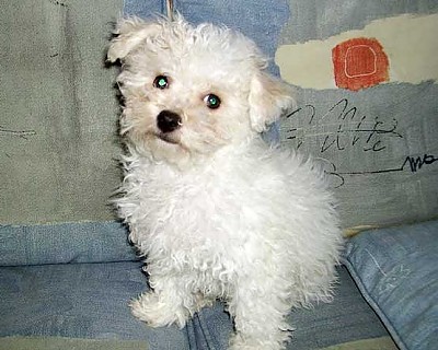 Hollis Bolognese Dogs