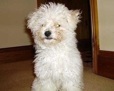 Hollis Bolognese Dogs