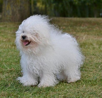 Hollis Bolognese Dogs