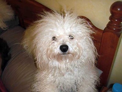 Hollis Bolognese Dogs