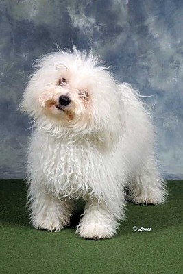 Hollis Bolognese Dogs