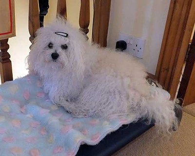 Hollis Bolognese Dogs