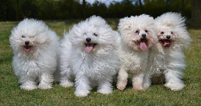 Hollis Bolognese Dogs