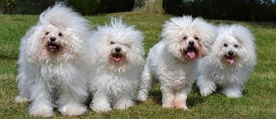 Hollis Bolognese Dogs