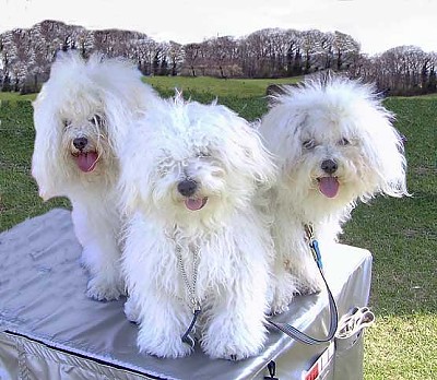 Hollis Bolognese Dogs