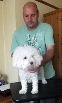 Bolognese dog picture