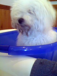 Bolognese dog picture